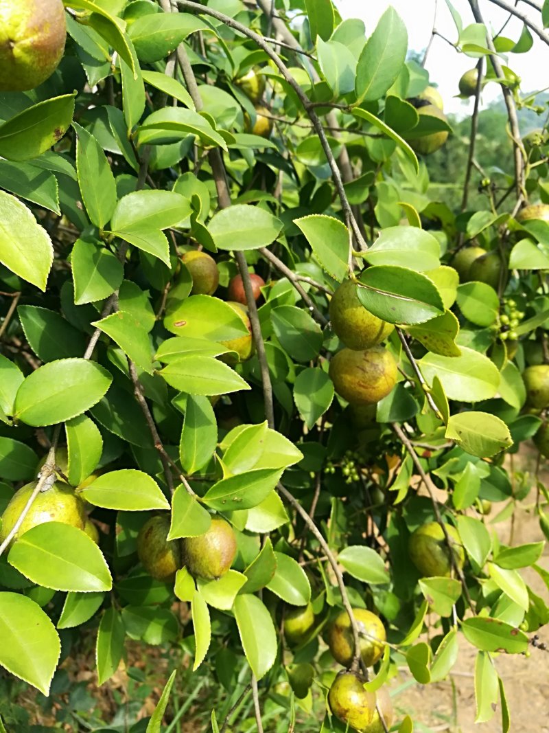 油茶鲜果