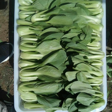 精品油菜代收代办，产地直销