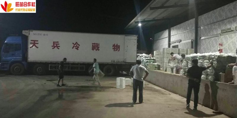 精品小油菜