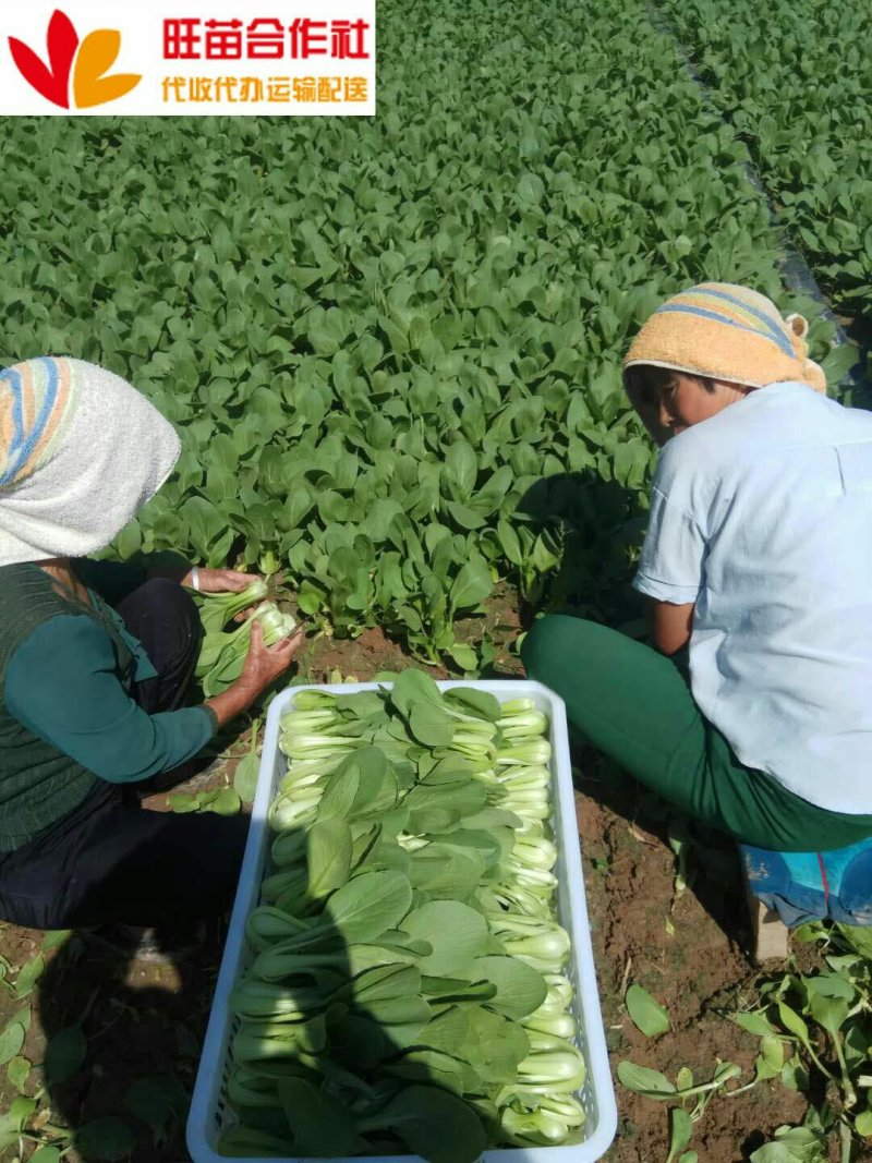 精品小油菜