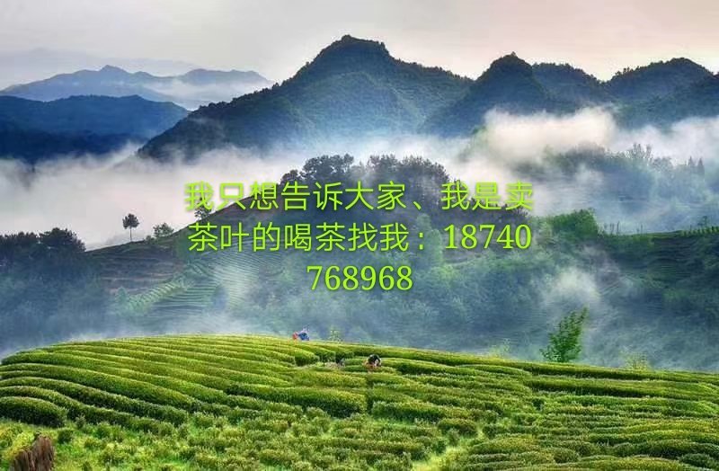 汉中绿茶