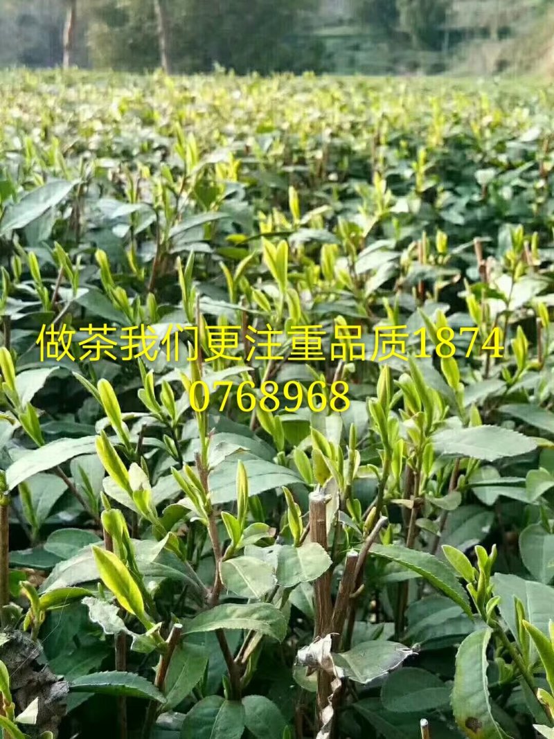 汉中绿茶