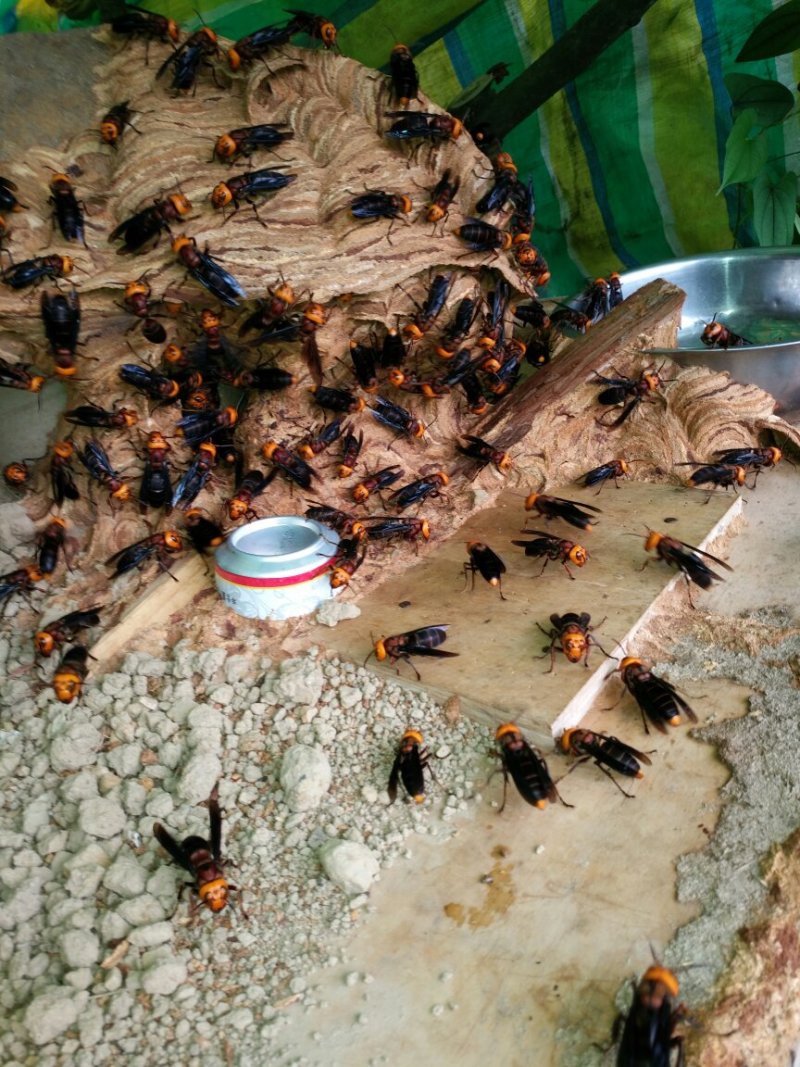 活体胡蜂泡酒