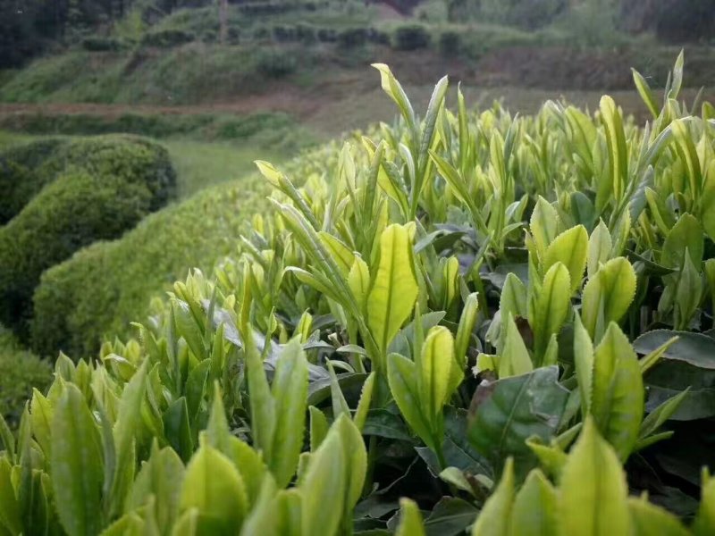 汉中绿茶