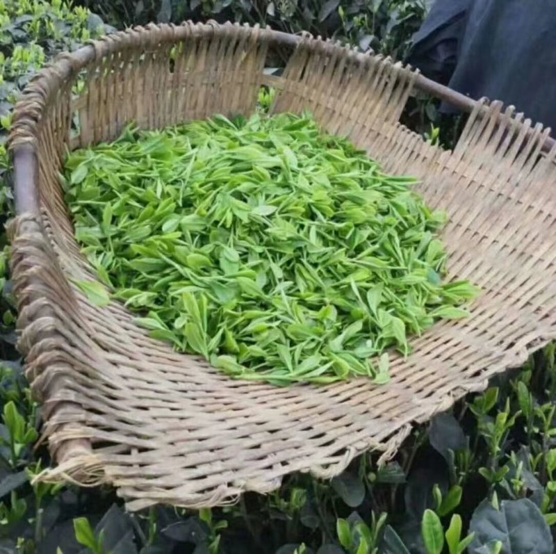 汉中绿茶