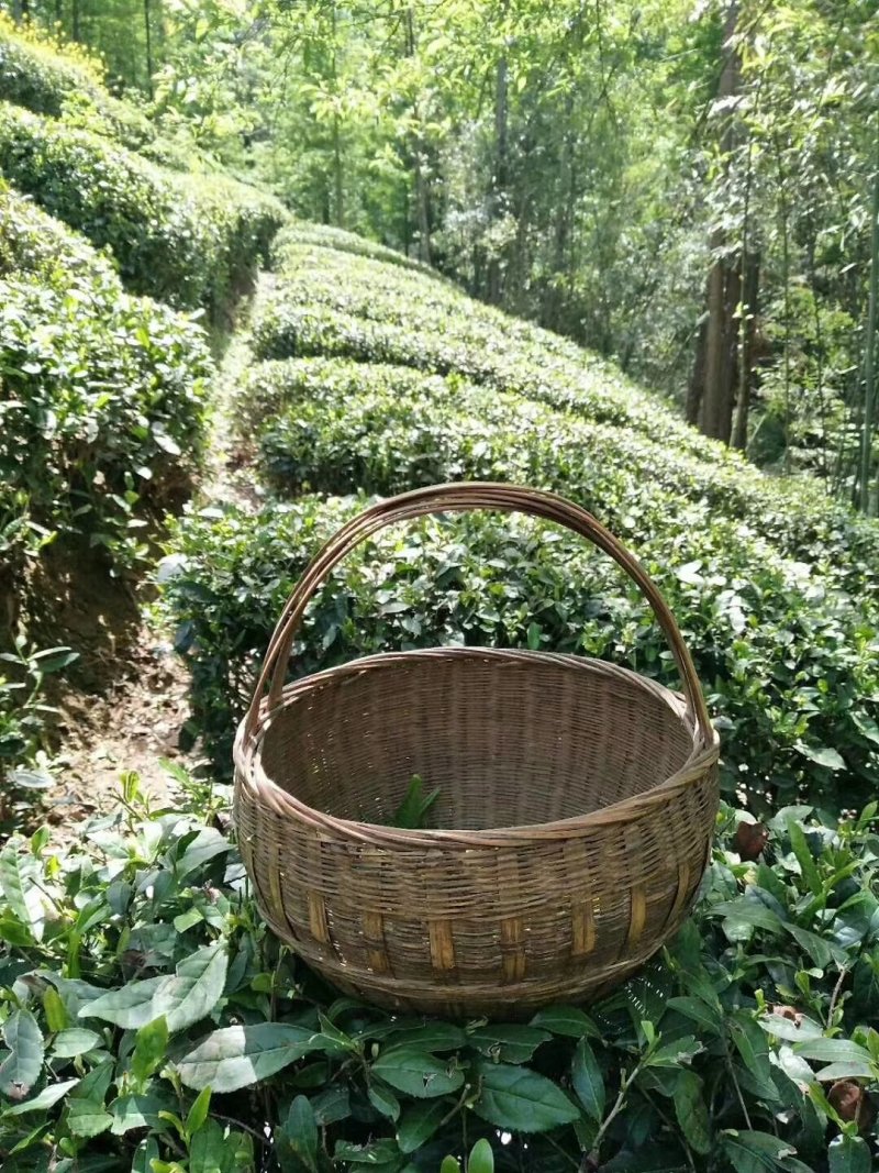汉中绿茶