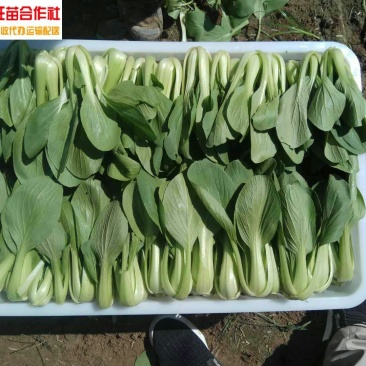 上海青油菜