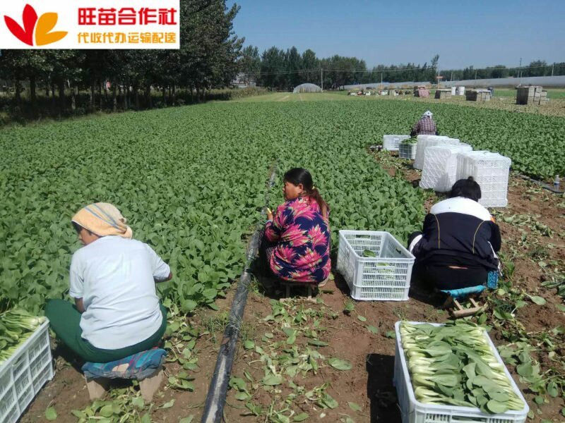 上海青小白菜