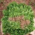 辣椒苗货发全国市场、批发、基地、承接政府大型基地项目）
