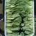 上海青小油菜