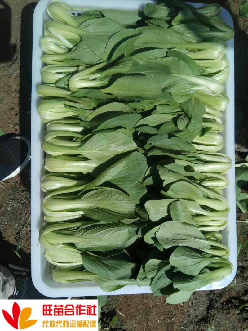 上海青小油菜