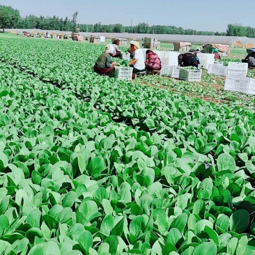 上海青小油菜