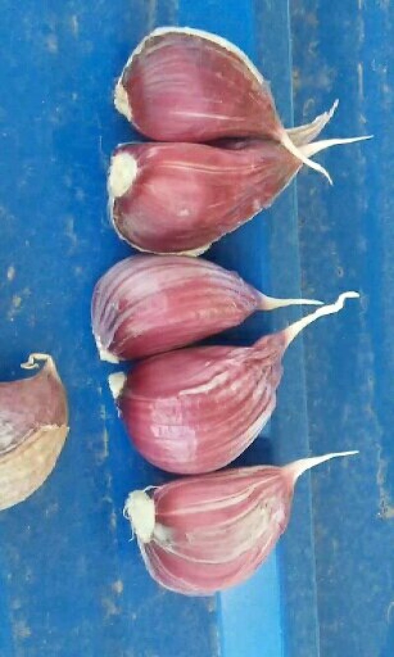 紫皮蒜