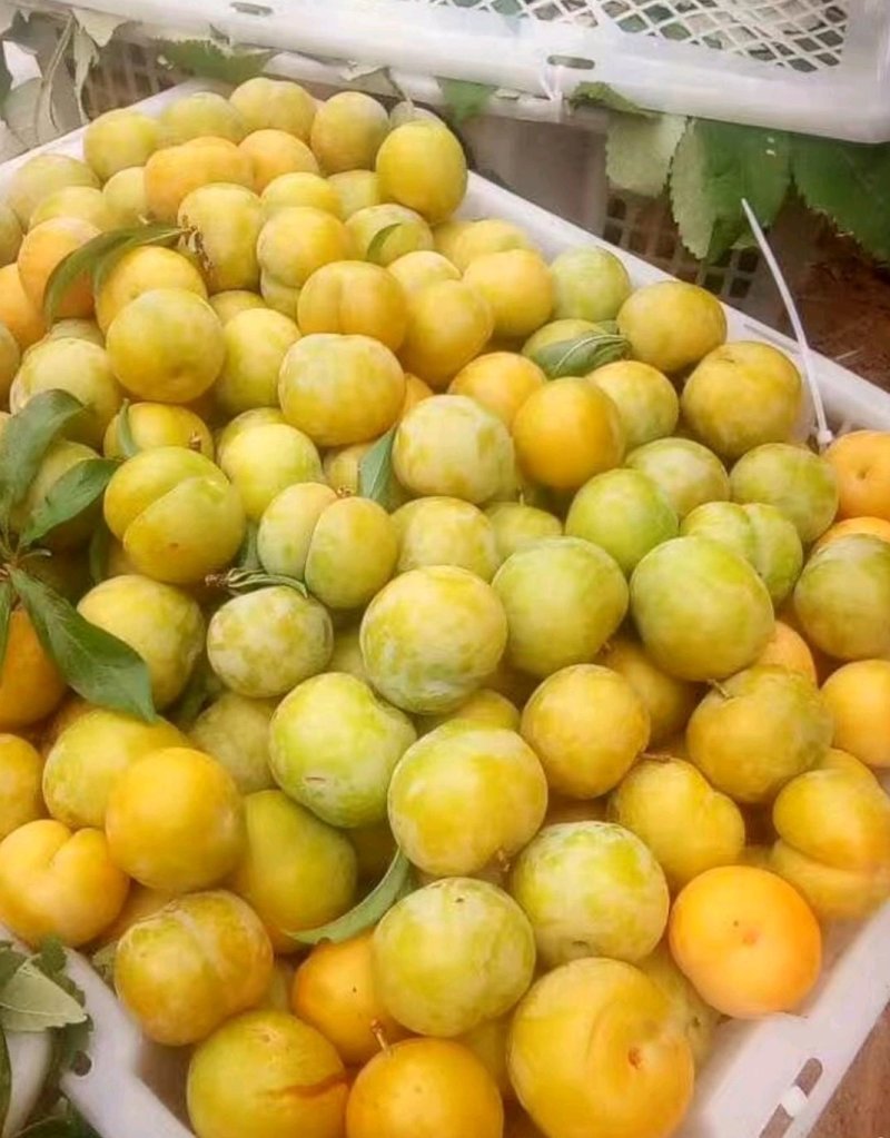 蜂糖李子苗50~100cm