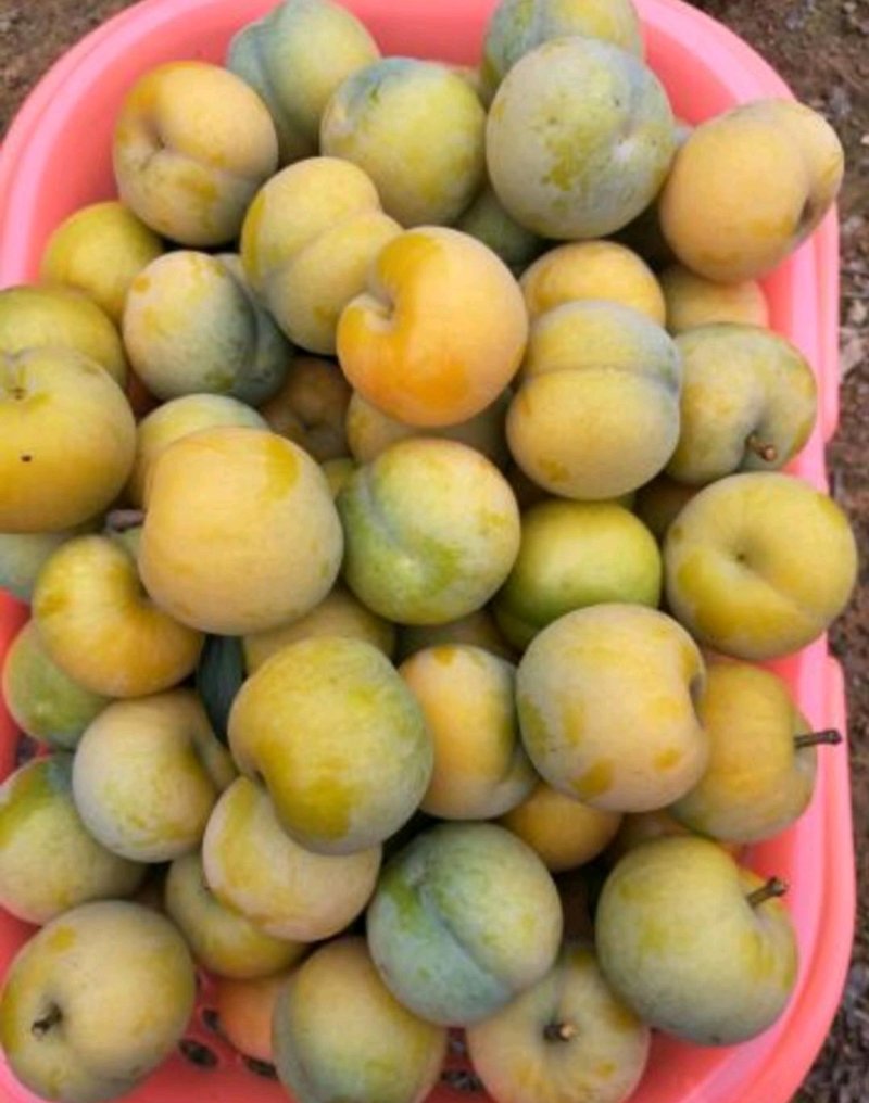 蜂糖李子苗50~100cm
