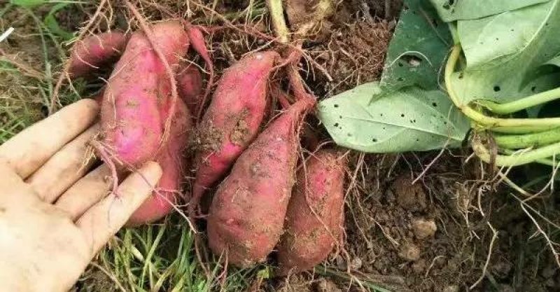 板栗蜜薯