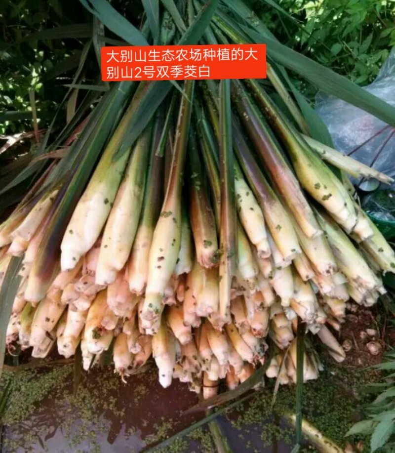 百度岳西茭白优质双季茭白老根种苗纯度高量大协助销售