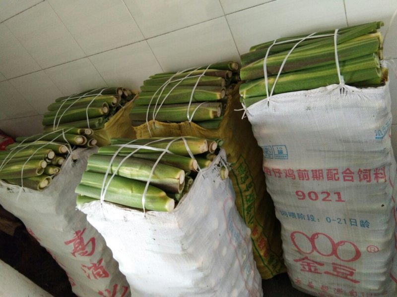 茭白种苗单季单棵一到三苗可以单独直接栽