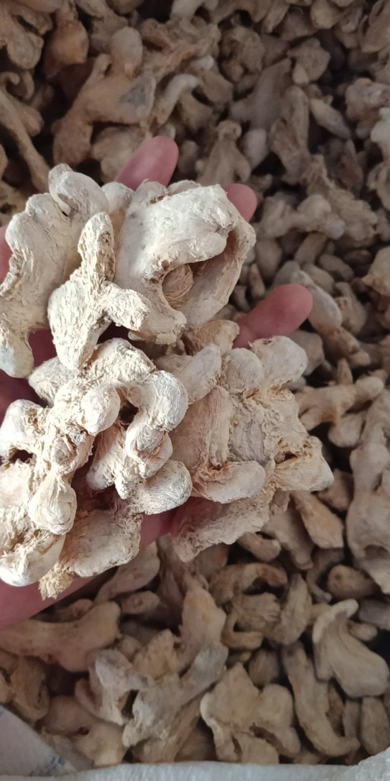 干姜干姜片药用调料各种中药材批发质量保证