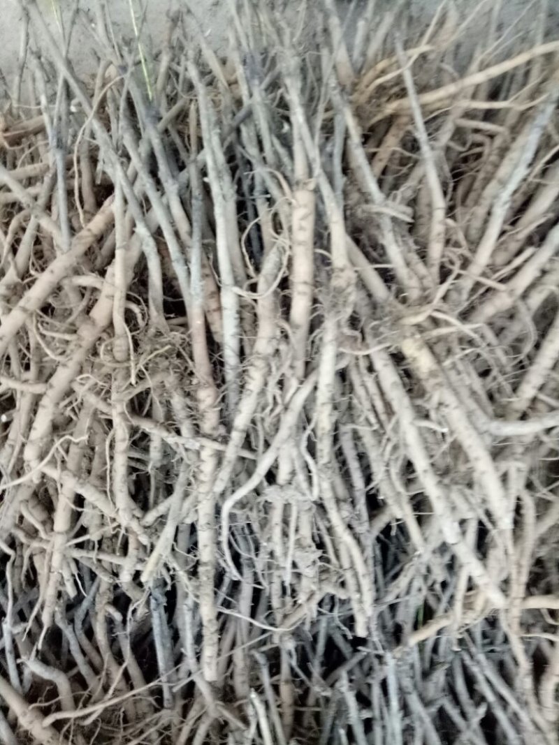 油用牡丹苗，一年苗，两年苗，三年苗，现要现挖，量大优惠！