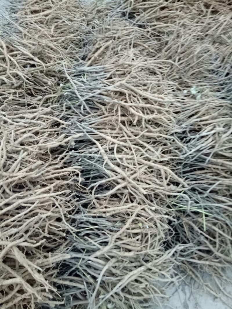 油用牡丹苗，一年苗，两年苗，三年苗，现要现挖，量大优惠！