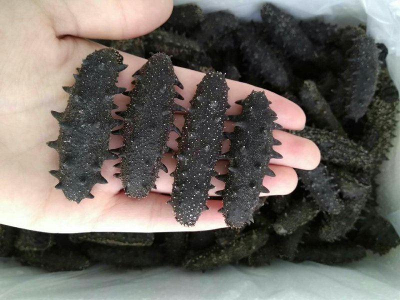 淡干海参，