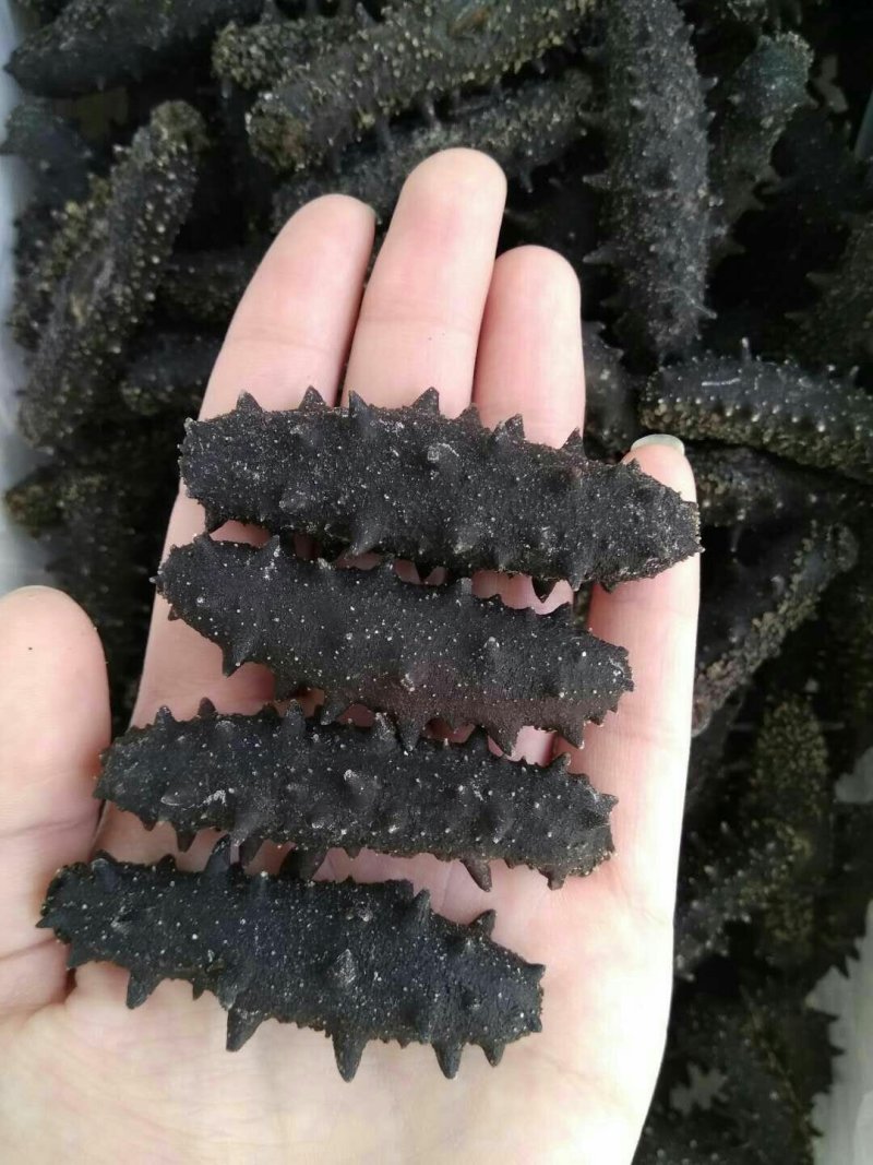淡干海参，