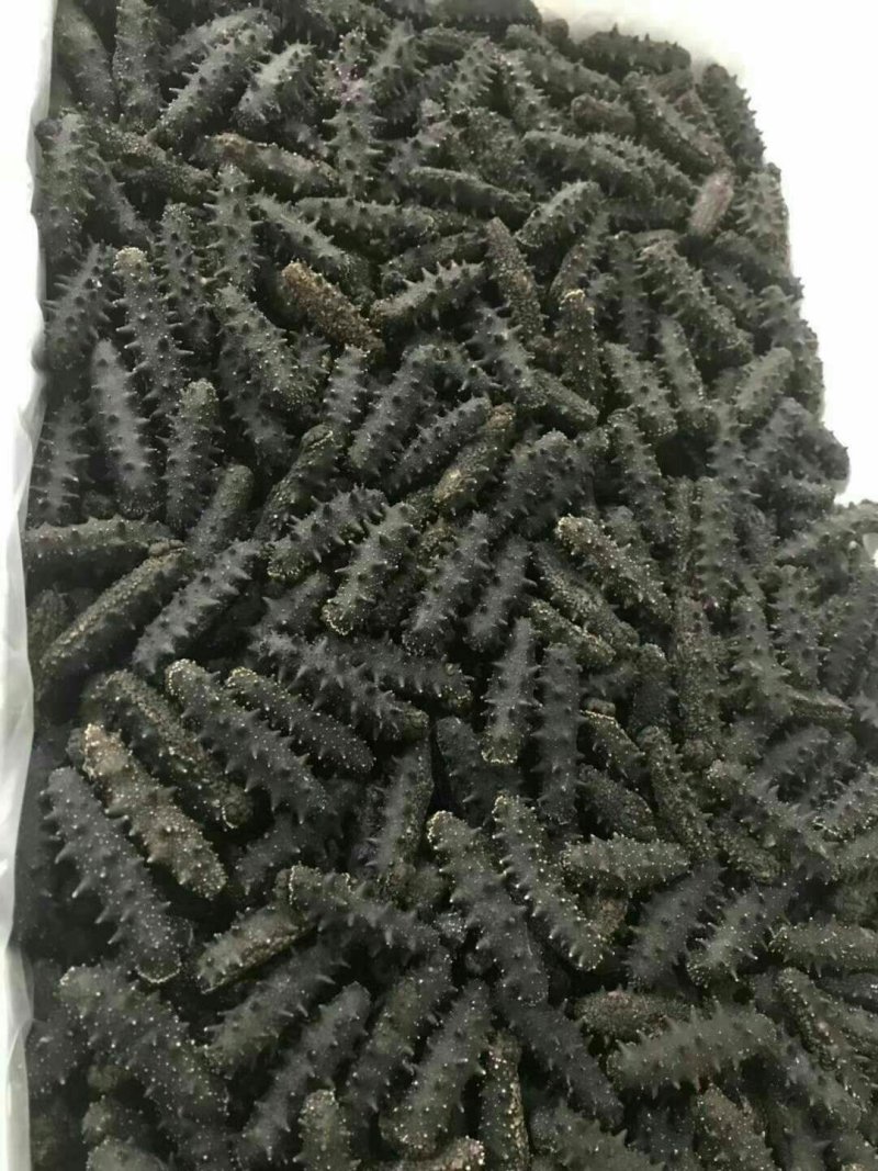 淡干海参，