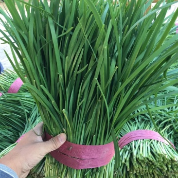 韭菜，可以视频看货，大棚韭菜，粗颗韭菜，聊城韭菜，