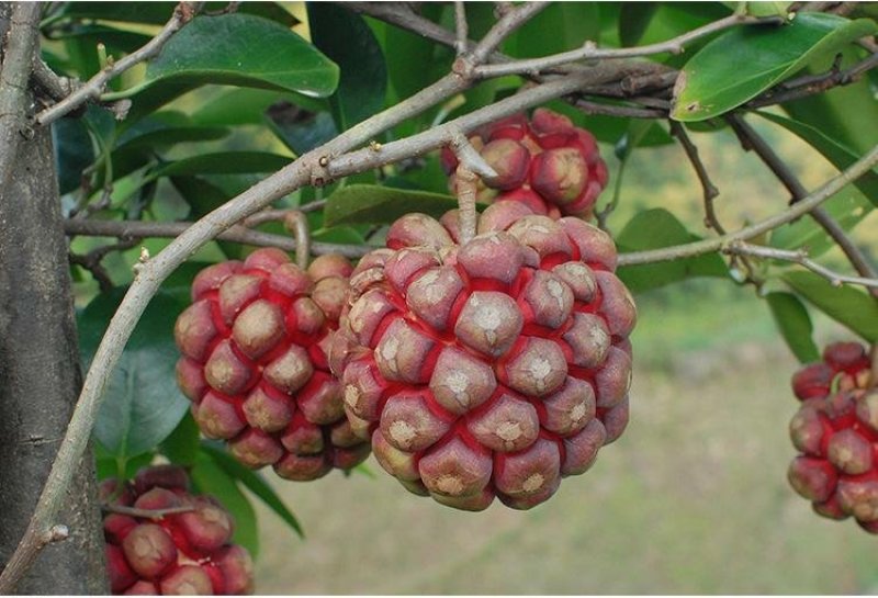 密多萝（黑老虎，布福娜）苗