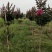 三红紫薇