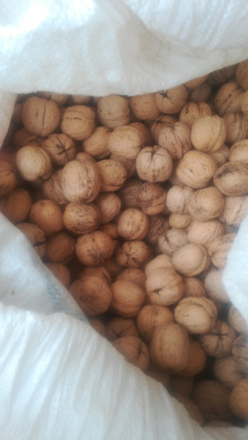 辽系薄皮核桃