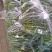 线椒15~20厘米