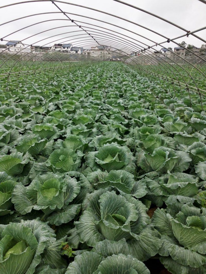 甘蓝扁包菜绿园四号丰园913金品莲花白基地直供