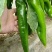 线椒，螺丝，二泡，陇椒，茄子，葫芦，
