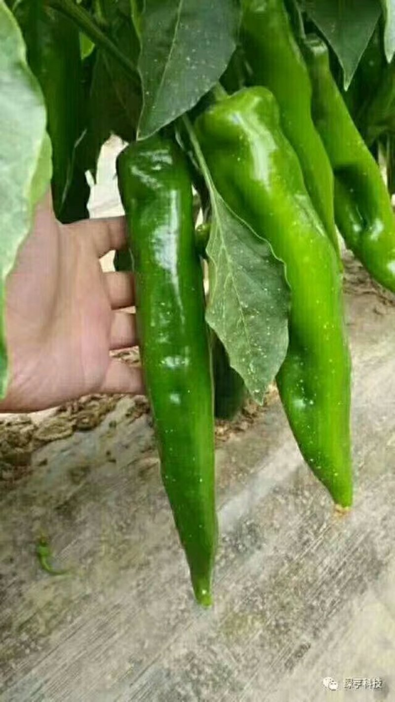 线椒，螺丝，二泡，陇椒，茄子，葫芦，