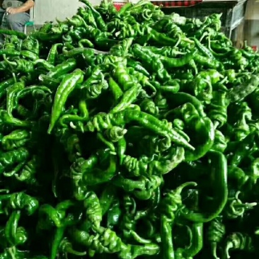 线椒，螺丝，二泡，陇椒，茄子，葫芦，