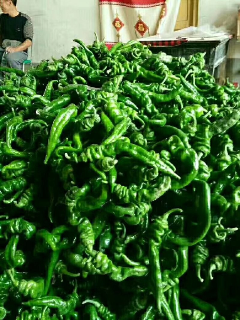 线椒，螺丝，二泡，陇椒，茄子，葫芦，