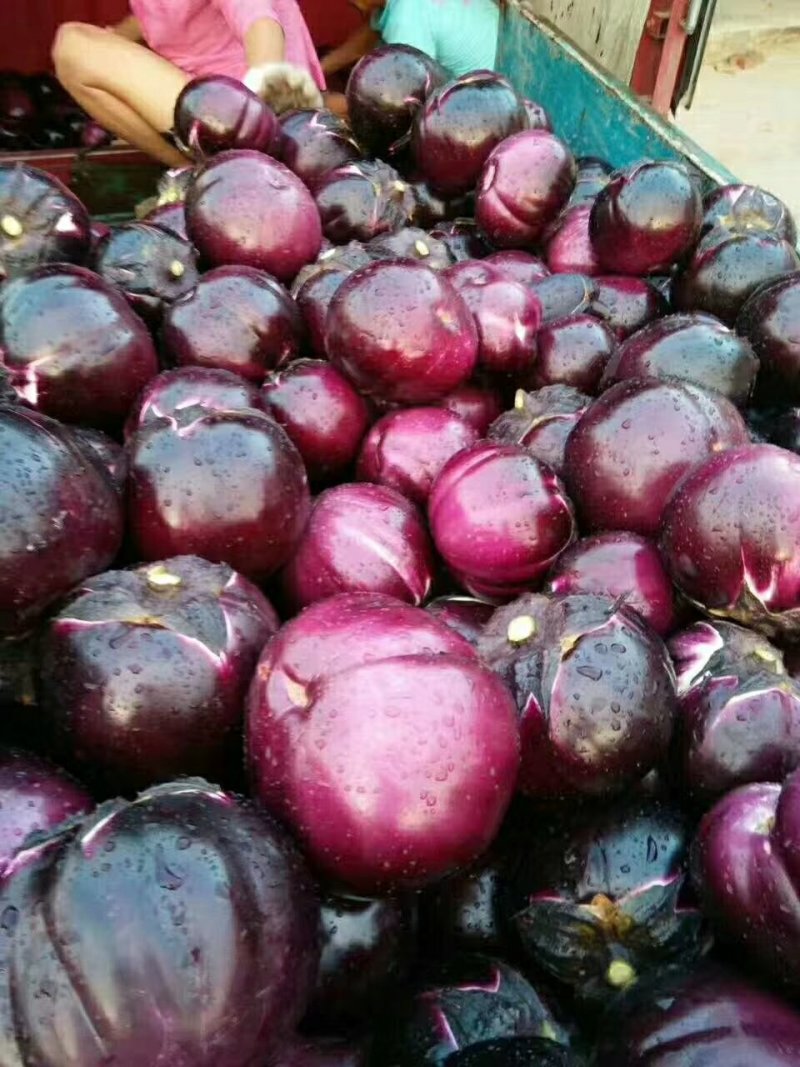 线椒，螺丝，二泡，陇椒，茄子，葫芦，