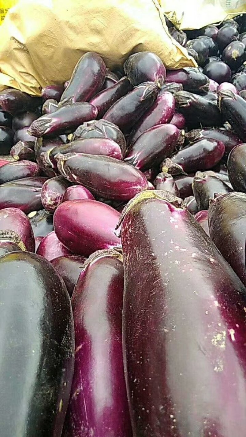 线椒，螺丝，二泡，陇椒，茄子，葫芦，