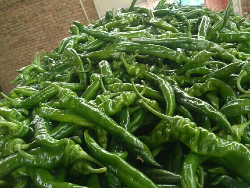 线椒，螺丝，二泡，陇椒，茄子，葫芦，