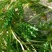 麦黄草