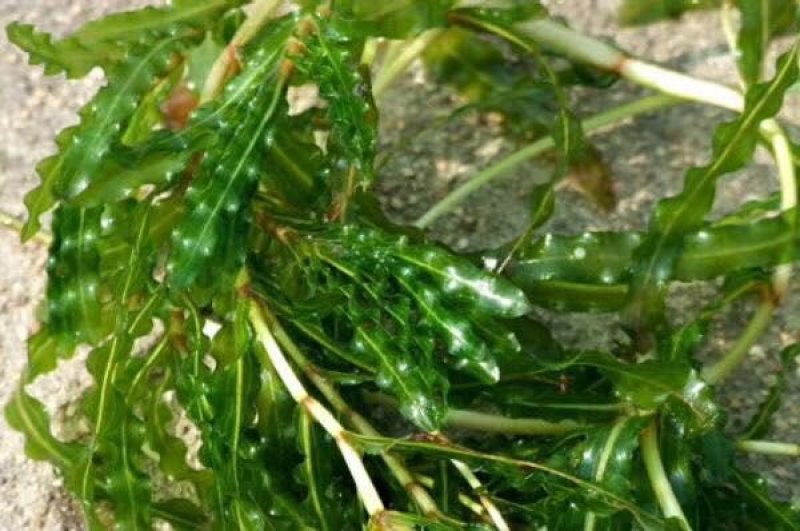 麦黄草