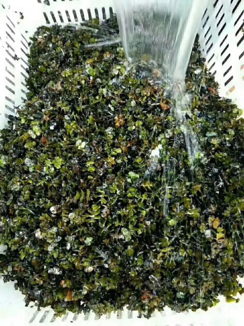 麦黄草