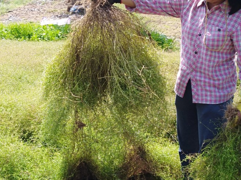 白花蛇舌草