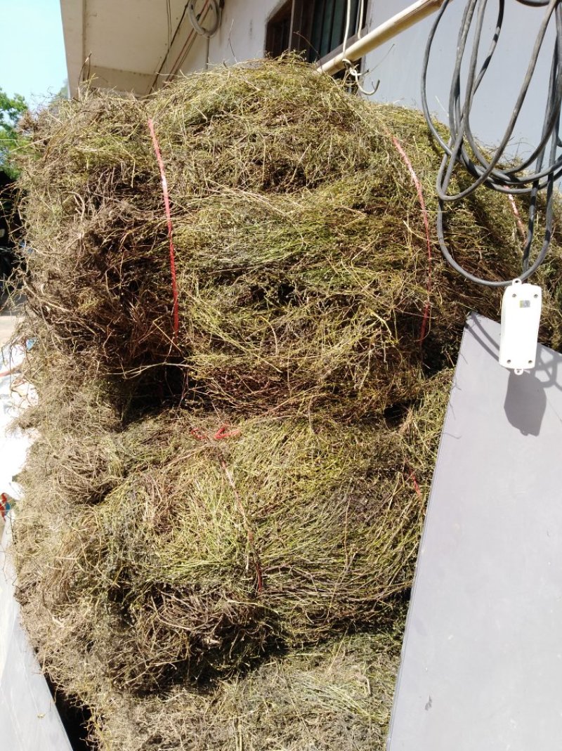 白花蛇舌草