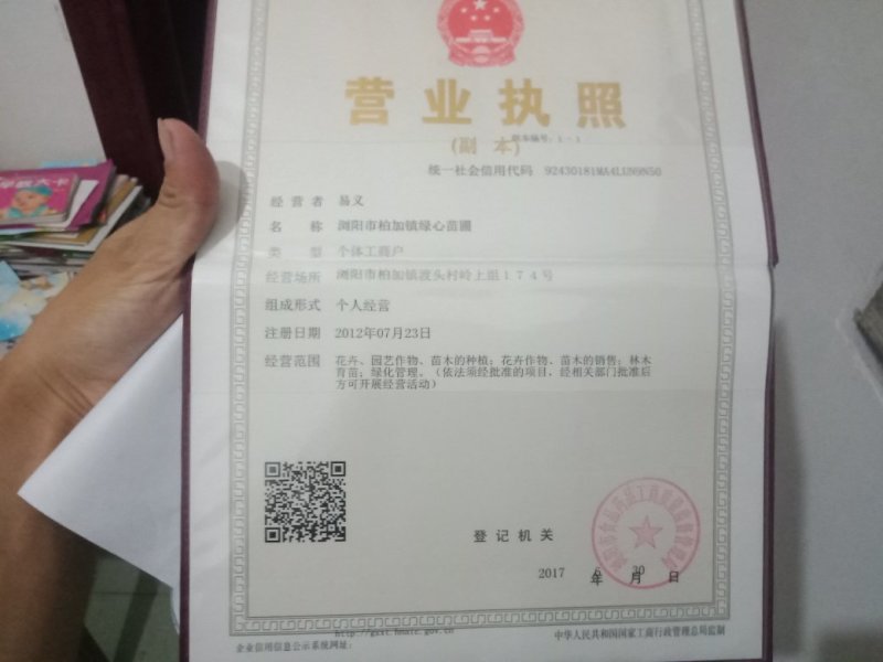 大量供应茶梅小苗，茶梅色块苗
