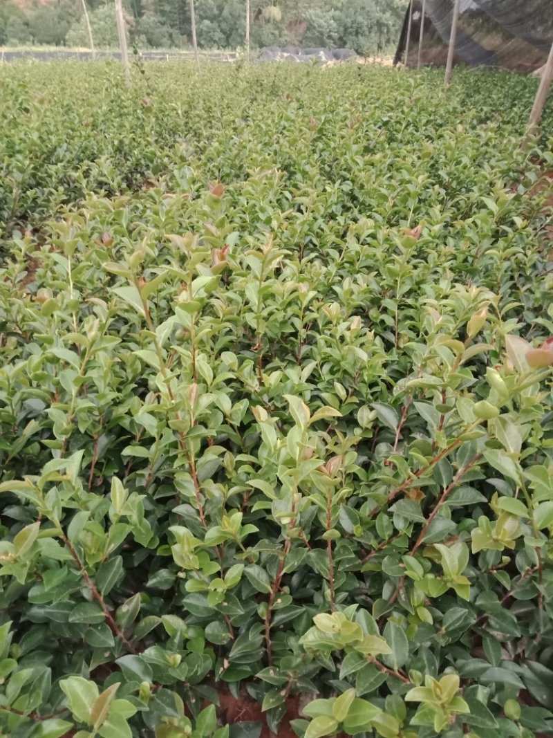 大量供应茶梅小苗，茶梅色块苗