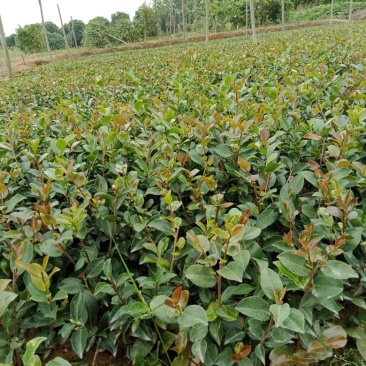 大量供应茶梅小苗，茶梅色块苗