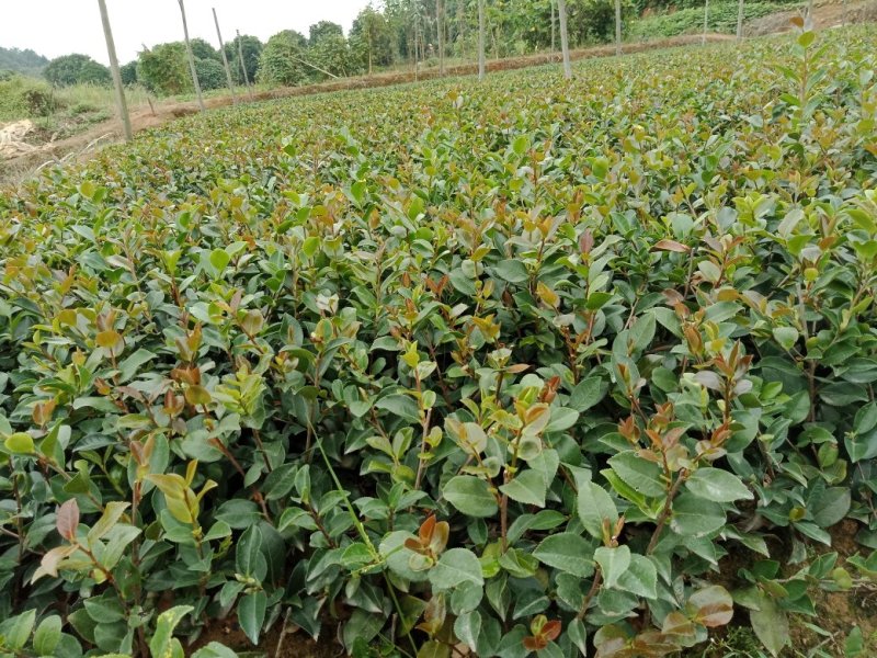 大量供应茶梅小苗，茶梅色块苗
